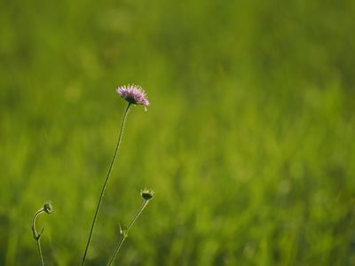 Field scabious - Acker-Witwenblume