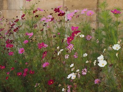 Cosmos