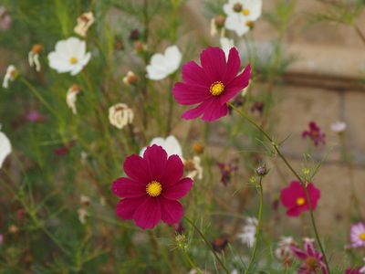 Cosmos