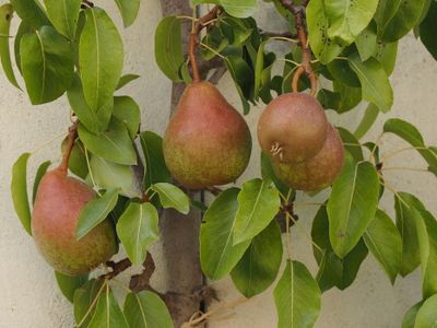 Poires - Pears on a spaliered fruit tree
