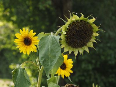 Sunflower