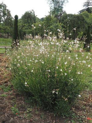 Delicate summer growth