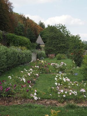 Final effort by the roses before autumn