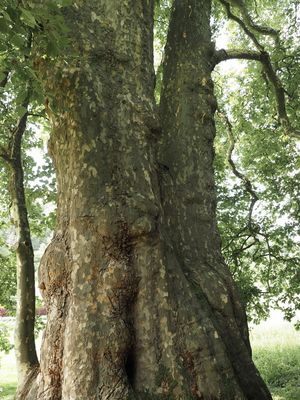 Luxembourg's largest plane tree