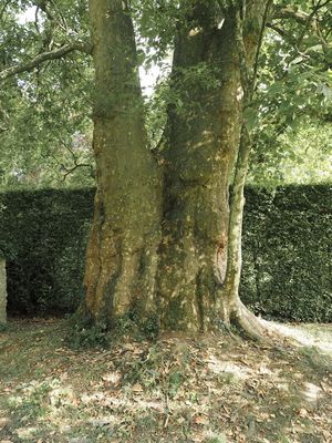 Luxembourg's largest plane tree