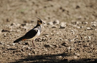 Lapwing - vanneau hupp - Kiebitz