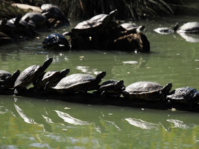 Turtles soaking up the sun