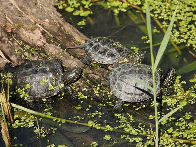 Turtles partially covered in vegetation