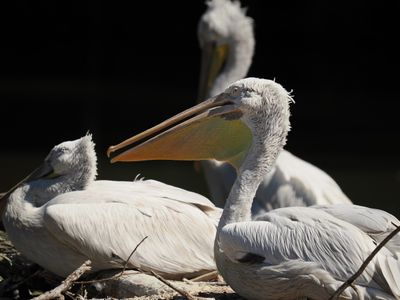 Dalmatian pelican