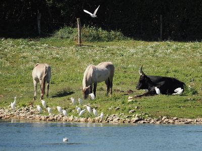 Tarpan horses with aurochs and cattle egrets