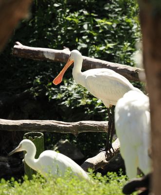 Spoonbill