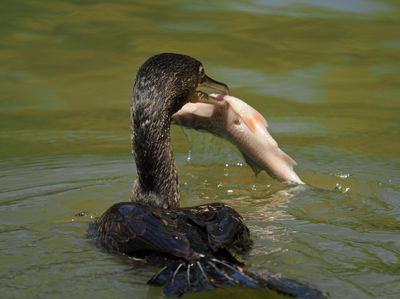 Cormorant with lunch