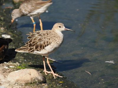 Common redshank - chevalier gambette - Rotschenkel - Tringa totanus