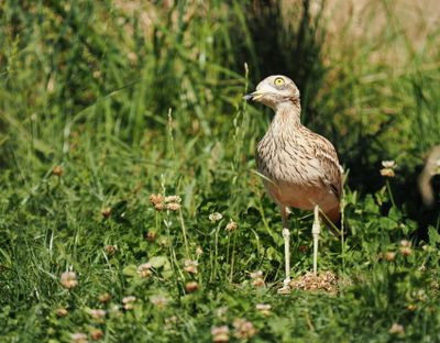 Eurasian stone-curlew - oedicnme criard -  Stein-Brachvogel