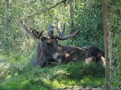 Moose