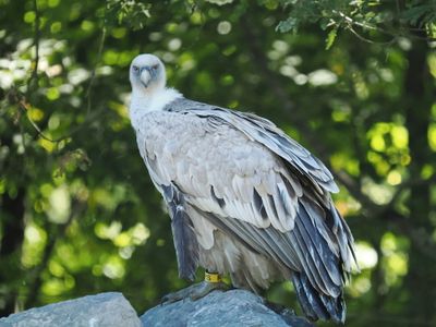 Griffon vulture