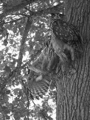 Eagle owls BW