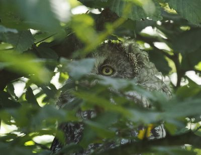 Great grey owl