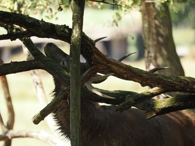 Red deer - branches and antlers