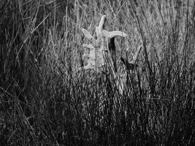 Fallow deer - hiding BW