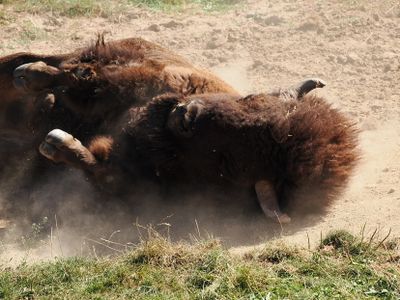 American bison - dust bath to rid himself of pesky flies