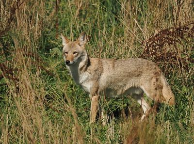 Coyote