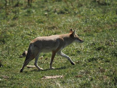 Coyote
