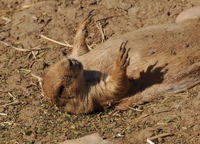 Prairie dog - knocked out be the summer's heat