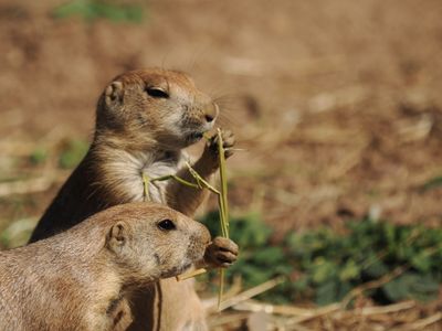Prairie dogs - snacking