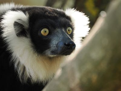 Lemur