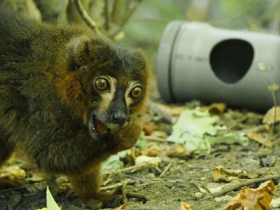 Lemur