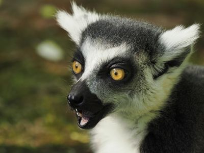 Lemur