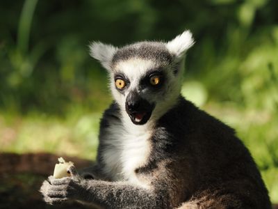 Lemur - meal-time