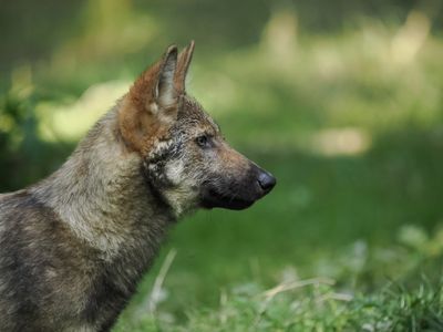 Eurasian wolf
