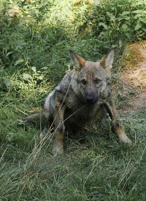 Eurasian wolf
