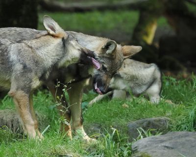 Eurasian wolves