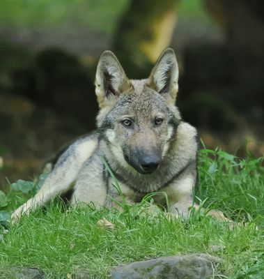 Eurasian wolf