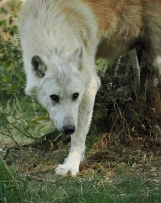 Timberwolf - black wolf