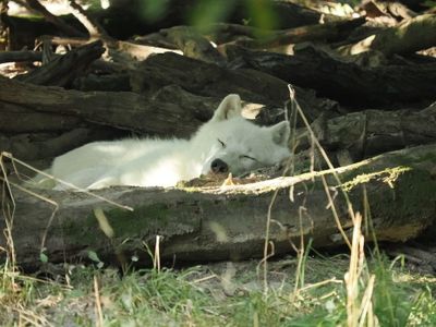 Arctic wolf