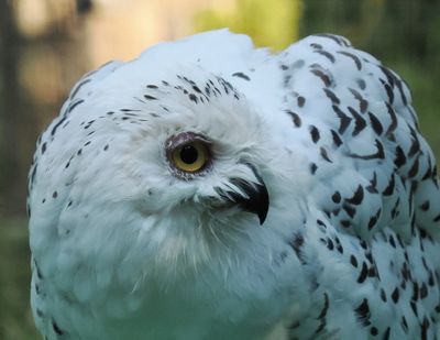 Snowy owl - harfang des neiges