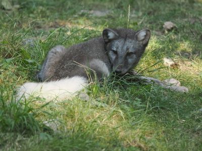 Arctic fox