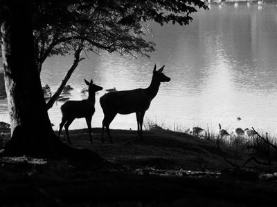 Red deer - hind and fawn BW