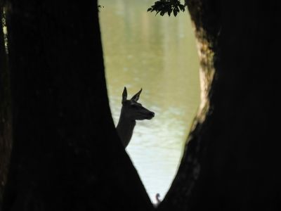 Red deer - hind