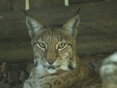 Lynx