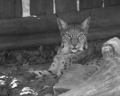 Lynx BW