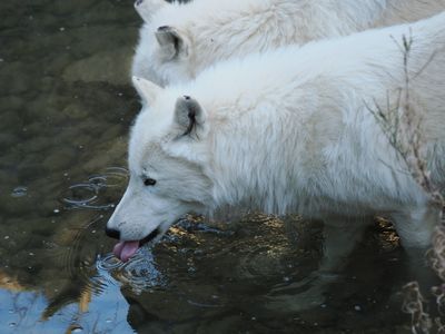 Arctic wolves