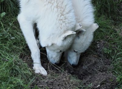 Arctic wolves