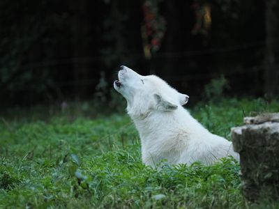 Arctic wolf - evening serenade