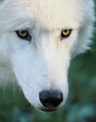 Arctic wolf