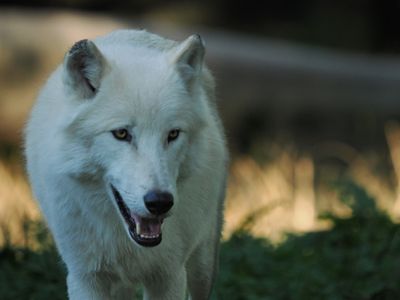 Arctic wolf